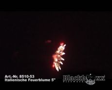 Italienische Feuerblume 5